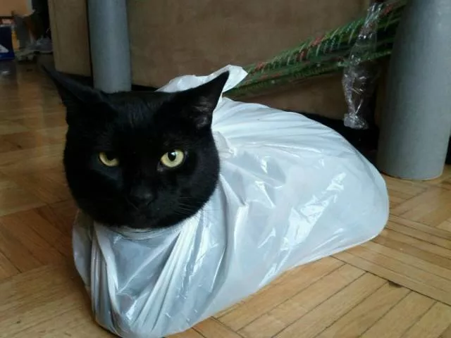 Cats are always funny - #13 