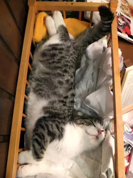 Cats are always funny - #14 