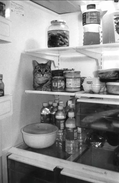 Cats are always funny - #16 
