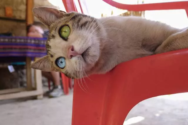Cats are always funny - #17 