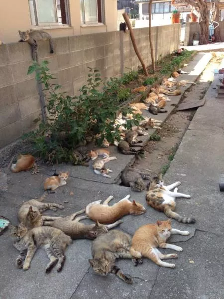 Cats are always funny - #18 