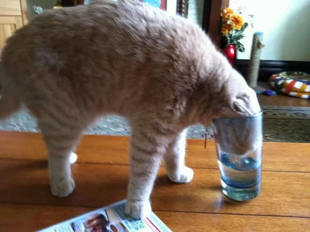 Cats are always funny - #2 