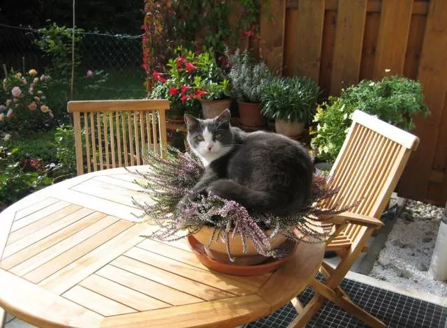 Les chats sont toujours rigolos - #21 