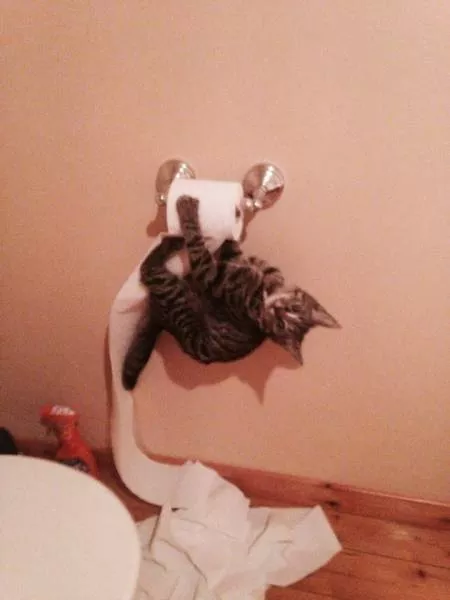 Les chats sont toujours rigolos - #22 