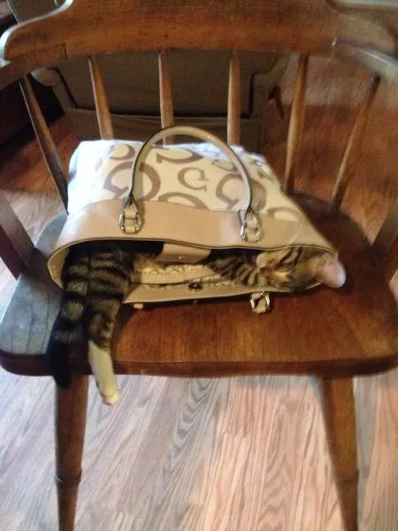 Cats are always funny - #23 