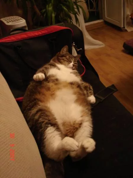 Cats are always funny - #24 