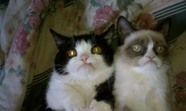 Cats are always funny - #25 
