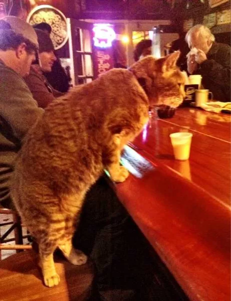 Les chats sont toujours rigolos - #26 