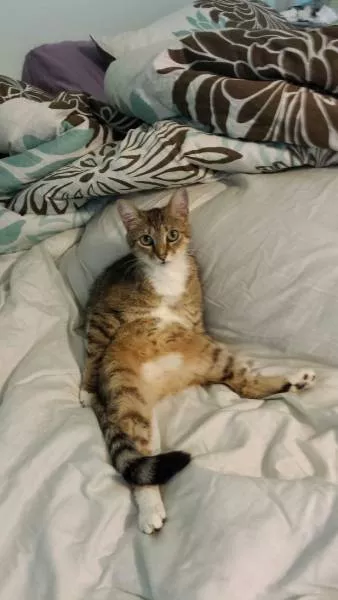 Cats are always funny - #27 