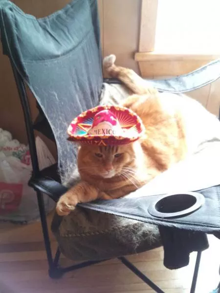 Cats are always funny - #28 