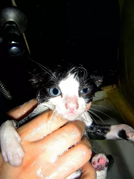 Cats are always funny - #29 