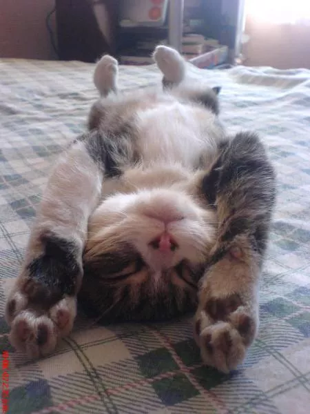 Cats are always funny - #3 