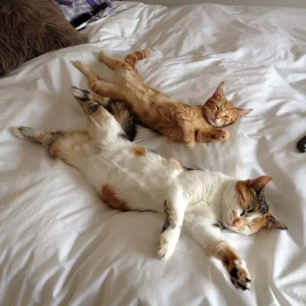 Les chats sont toujours rigolos - #30 