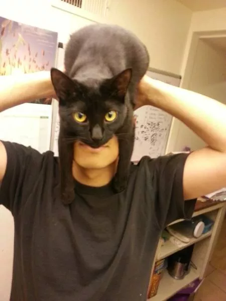 Cats are always funny - #31 