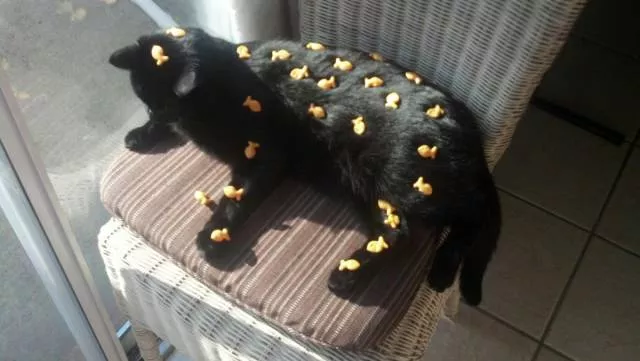 Cats are always funny - #32 