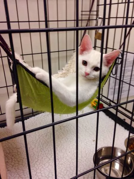 Cats are always funny - #33 
