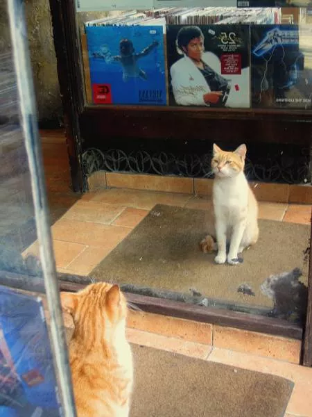 Cats are always funny - #34 