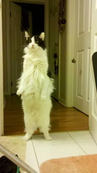 Cats are always funny - #36 