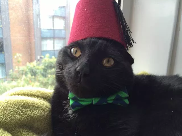 Cats are always funny - #37 