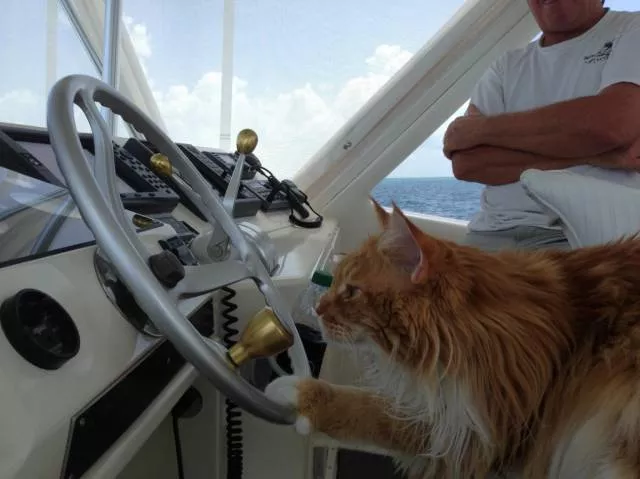 Cats are always funny - #38 