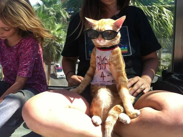Les chats sont toujours rigolos - #39 