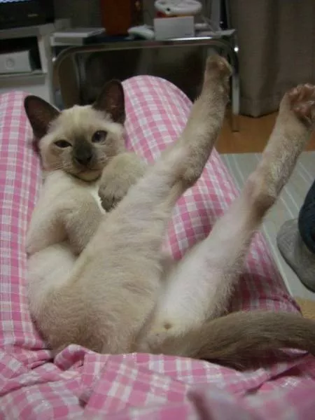 Cats are always funny - #4 