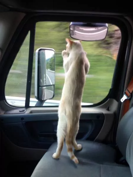 Cats are always funny - #40 