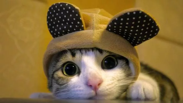 Cats are always funny - #41 
