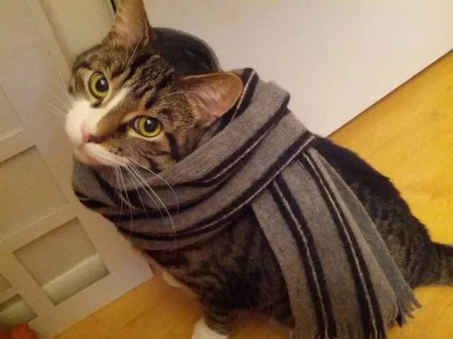 Cats are always funny - #42 