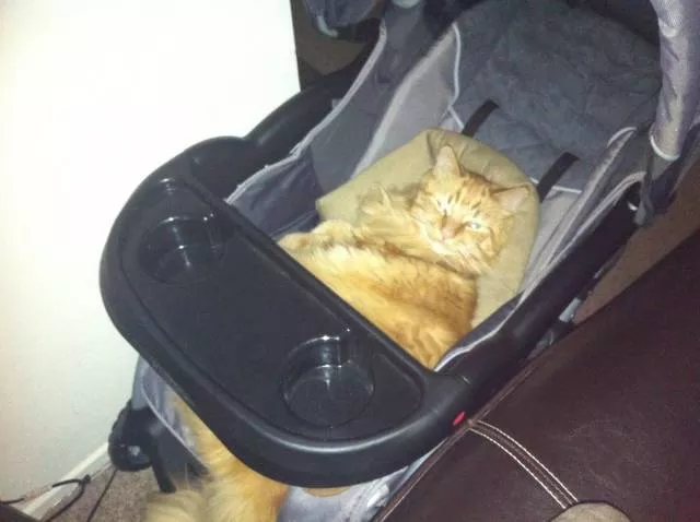 Cats are always funny - #43 