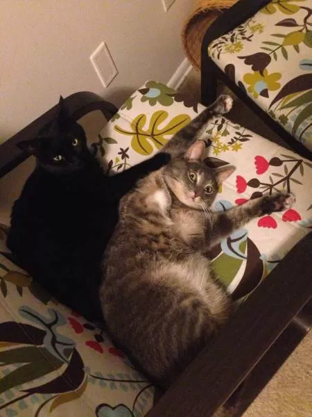 Cats are always funny - #44 