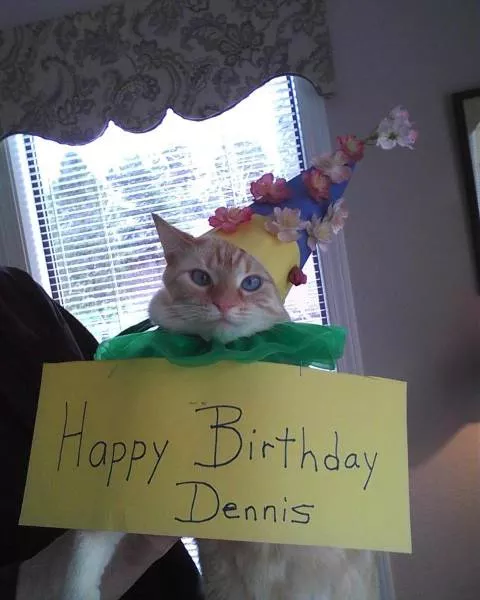 Cats are always funny - #45 