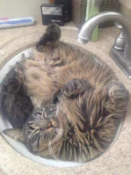 Les chats sont toujours rigolos - #46 