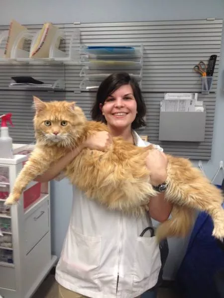 Cats are always funny - #47 