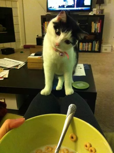 Cats are always funny - #48 