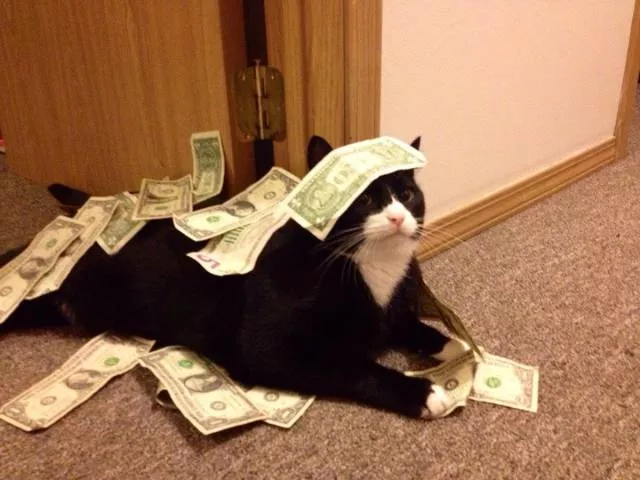 Cats are always funny - #49 
