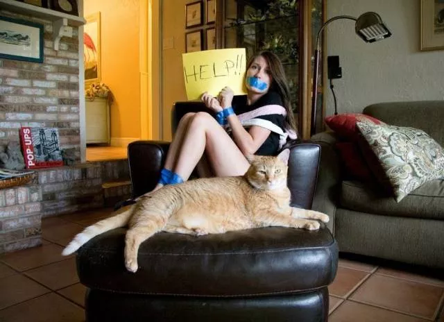 Cats are always funny