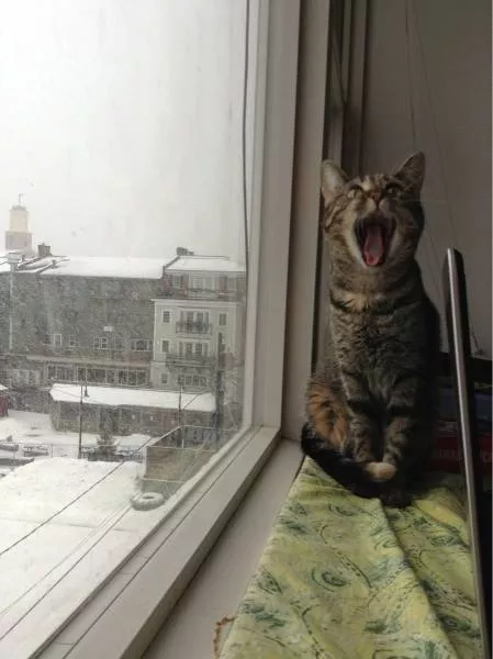 Cats are always funny - #50 