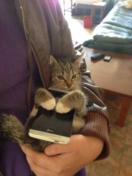 Cats are always funny - #51 