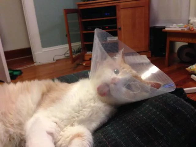 Cats are always funny - #52 