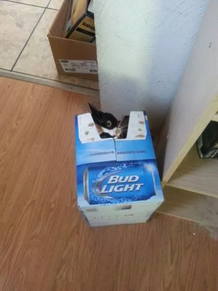 Les chats sont toujours rigolos - #53 