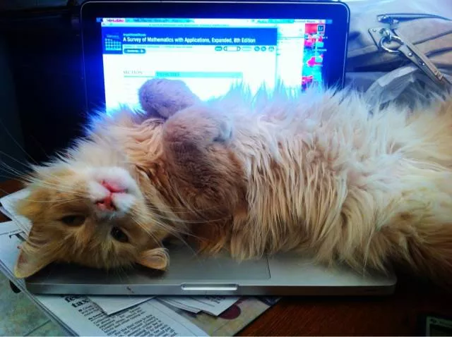 Les chats sont toujours rigolos - #54 