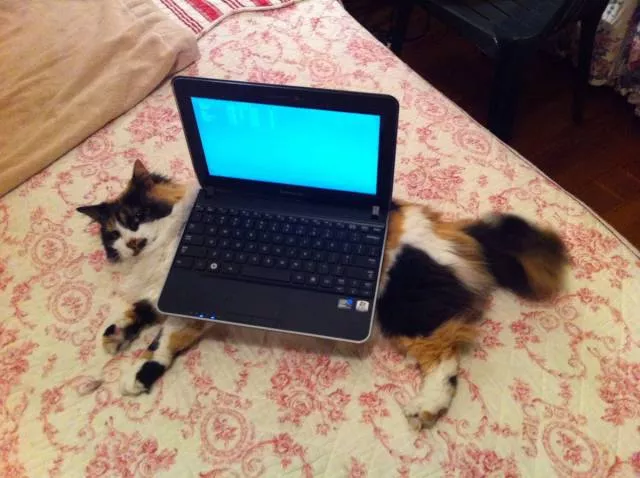 Cats are always funny - #55 