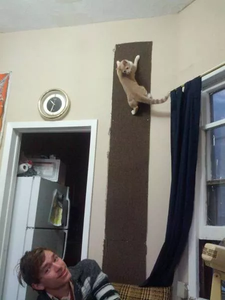 Cats are always funny - #57 