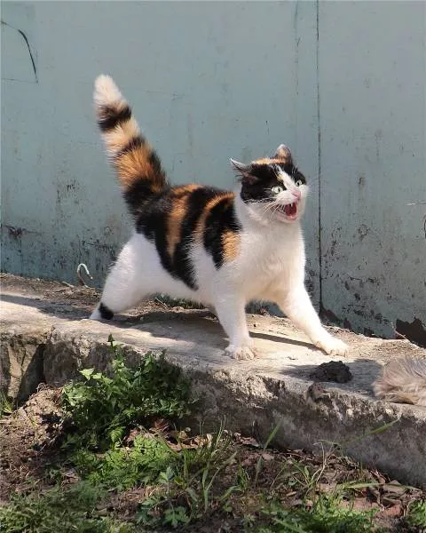 Cats are always funny - #59 