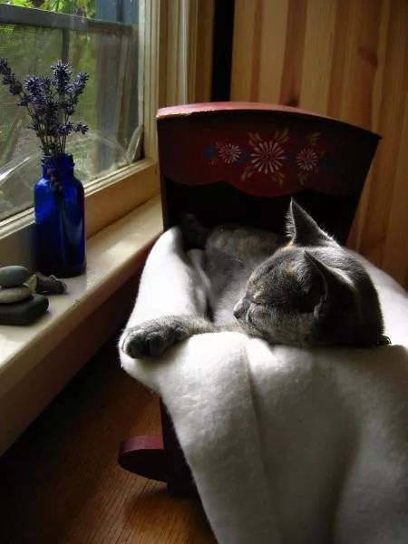 Les chats sont toujours rigolos - #6 