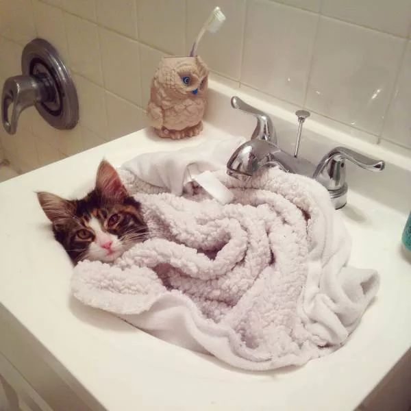 Cats are always funny - #60 