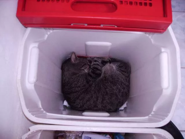Cats are always funny - #61 Cats are always funny - #61