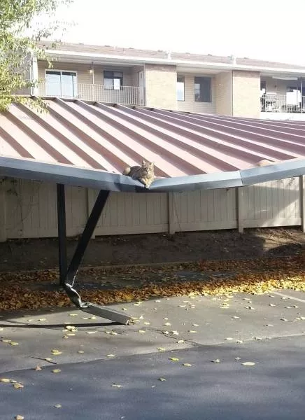 Cats are always funny - #62 Cats are always funny - #62