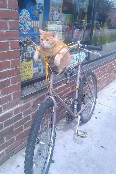 Cats are always funny - #63 Cats are always funny - #63
